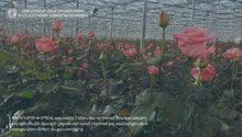 Կառավարության որոշմամբ «ԴՈԼՈՄԻՏԻ» ՍՊԸ-ն Արագածոտնի մարզում վարդերի աճեցման գերժամանակակից ջերմատուն կառուցելու համար ազատվել է գերակա ոլորտում իրականացվող ներդրումային ծրագրի շրջանակներում ն